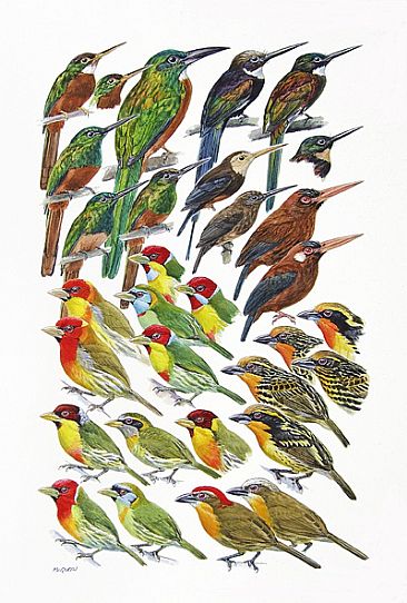 JACAMARS and BARBETS - Birds of Peru by Larry McQueen