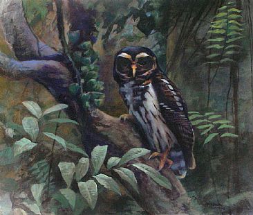 Mottled Owl - Ciccaba virgata by Larry McQueen