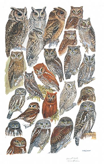 OWLS 1 - Birds of South Asia by Larry McQueen