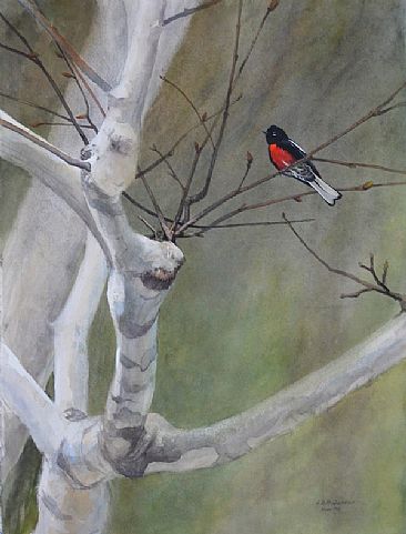 Painted Redstart in Sycamore - Painted Redstart by Larry McQueen