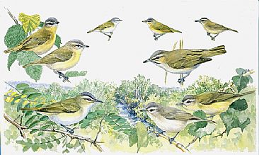 Panel 123 - vireos 1 - Birds of North America by Larry McQueen