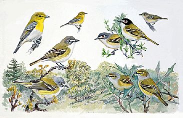Panel 124 - vireos 2 - Birds of North America by Larry McQueen