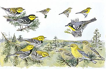 Panel 127 - E.warblers 2 - Birds of North America by Larry McQueen