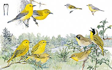Panel 130 - E.warblers 5 - Birds of North America by Larry McQueen