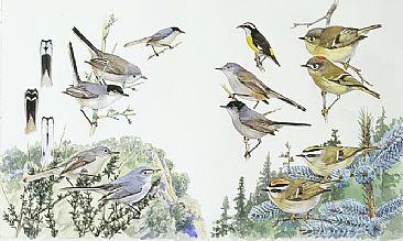 Panel 143 - Gnatcatchers and Kinglets - Birds of North America by Larry McQueen