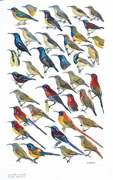 SUNBIRDS - Birds of South Asia by Larry McQueen