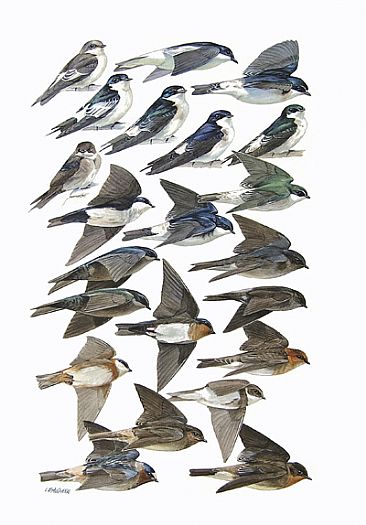SWALLOWS - Birds of Peru by Larry McQueen