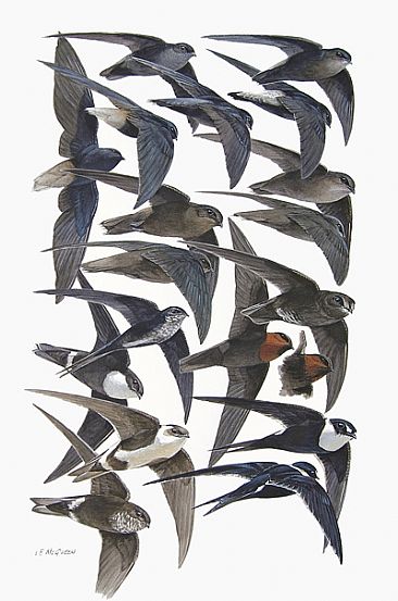 SWIFTS - Birds of Peru by Larry McQueen