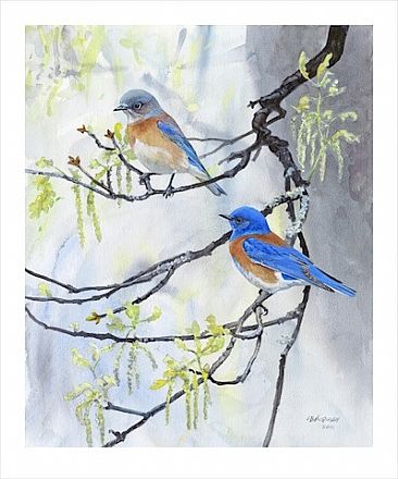 Bluebird Pair in Spring Oak - Western Bluebird by Larry McQueen