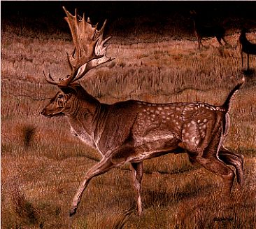 Vigilant Guardian - Persian Fallow Deer, stag by Roy Carretta