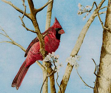Crimson Splendor - Northern Male Cardinal by Roy Carretta