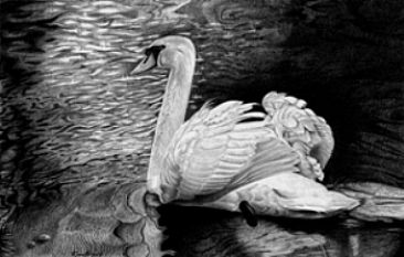 Regal Tranquility - Mute Swan by Roy Carretta