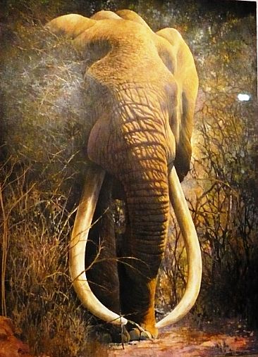 african elephant head. Ahmed - African Elephant bull,