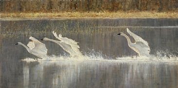 Party of Three - Swans on our lake by Linda Walker