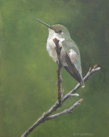 Twig Stop - Hummingbird at Rest by Barry Bowerman