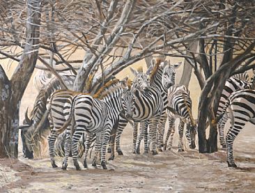Zebra Grouping - Stripe Convention - African Wildlife by Barry Bowerman