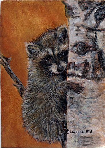 Coon Baby - raccoon by LaVerne Hill