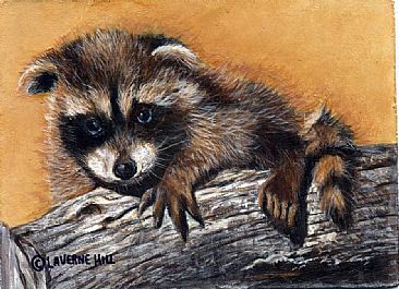 Racoon baby (sold) - small mammal by LaVerne Hill