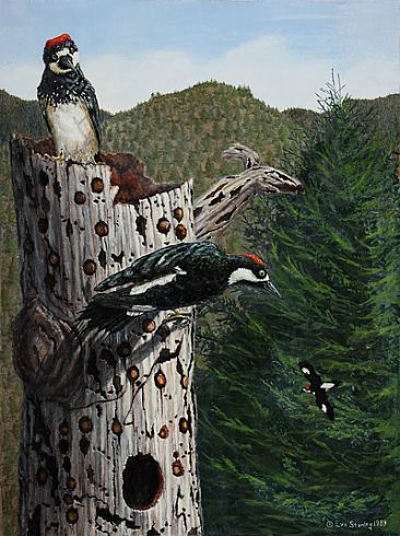  - Woodpeckers - Acorn Woodpeckers by Eva Stanley