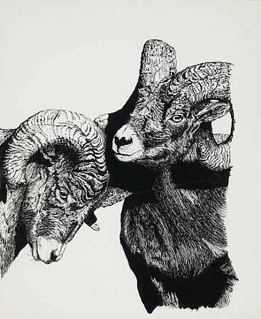  - Bighorn Sheep - Rocky Mountain Bighorns by Eva Stanley