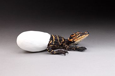 The Hatchling - Hatching American Alligator/ Egg by Eva Stanley