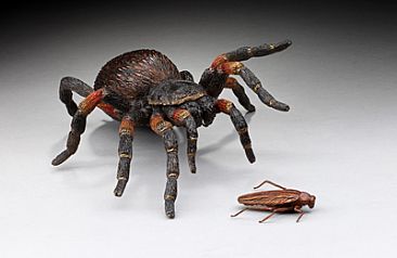 The Last Tango - Mexican Red-Knee Tarantula with cockroach by Eva Stanley