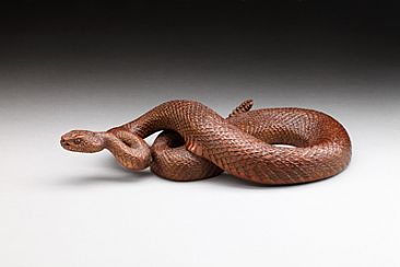 Definitely Moving On - Rattlesnake by Eva Stanley