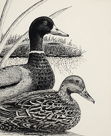 - Ducks - Mallard Ducks by Eva Stanley