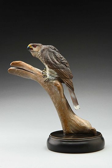 Forest Phantom - Sharp-shinned Hawk by Eva Stanley