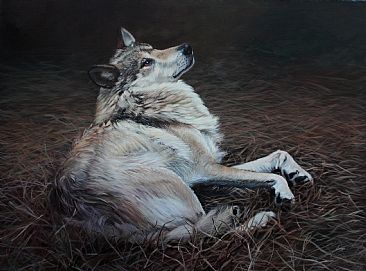 Stargazer - Mexican Wolf by Anni Crouter