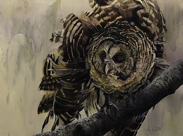 Spooked - Barred Owl by Anni Crouter