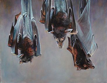 Hang Time - Fruit Bats by Anni Crouter