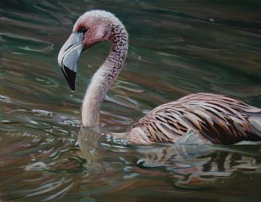 Lesser Flamingo - Lesser Flamingo by Anni Crouter