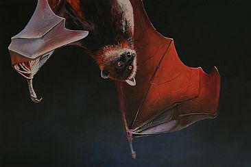 This Side Up - Fruit Bat by Anni Crouter