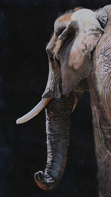 Tusk - Elephant by Anni Crouter