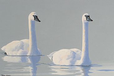 Swans -  by Tykie Ganz
