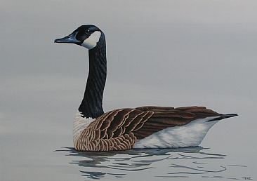 Canada Goose -  by Tykie Ganz