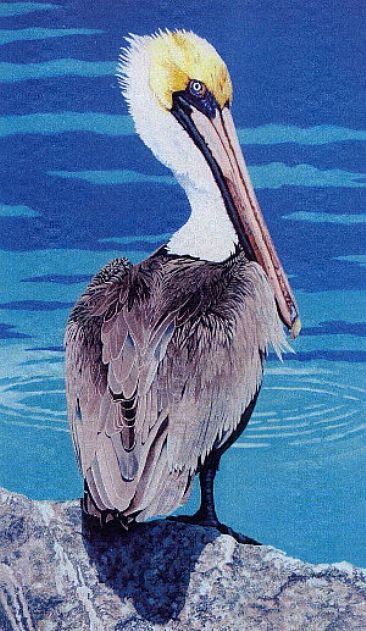 Pelican - Breeding Male by Tykie Ganz