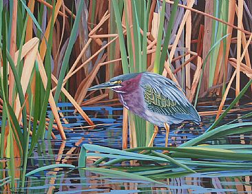 Everglades Camouflage - Green Heron in the Everglades by Tykie Ganz