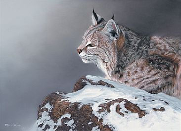 Winter Light - Bobcat by Cheryl Battistelli