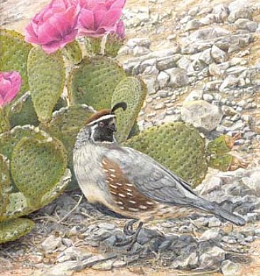Spring Promise - Gambels Quail and Prickly Pear cactus by Sharon K. Schafer