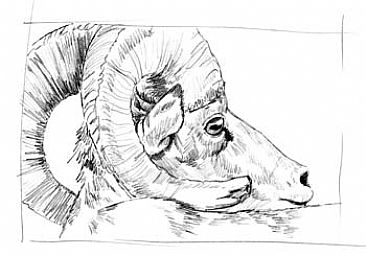 Desert Bighorn Sheep Study 2 -  by Sharon K. Schafer