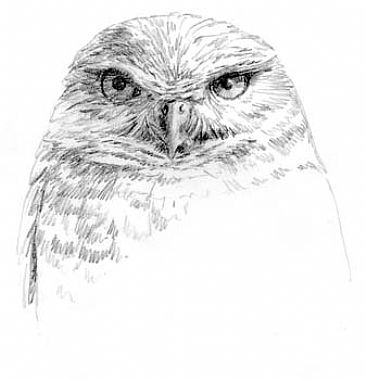 Burrowing Owl Study 1 -  by Sharon K. Schafer