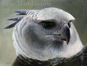 Harpy Eagle - Harpy Eagle by Kim Middleton