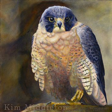 Patiently Waiting - Peregrine Falcon by Kim Middleton