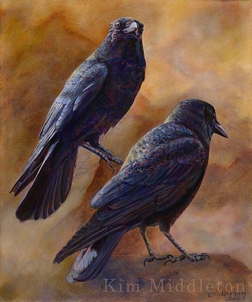 Red Rock Crows - American Crows by Kim Middleton