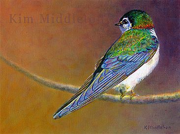 Surveying the Area - Violet-green Swallow by Kim Middleton