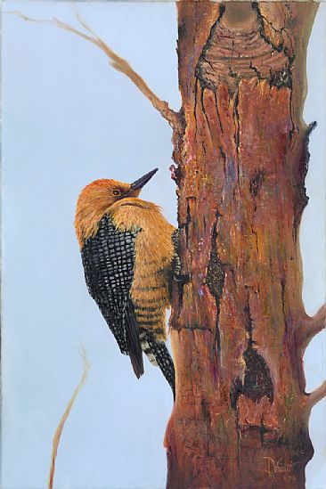 Gila Woodpecker - Wild Life by Jerry Venditti