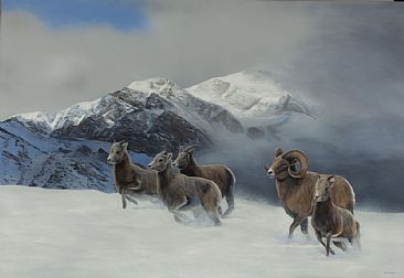 On the Run - Bighorn Sheep by Terry Isaac