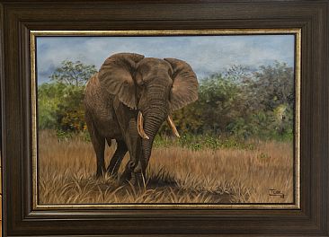 Elephant bull at Muzandzeni - African elephant bull by Ilse de Villiers